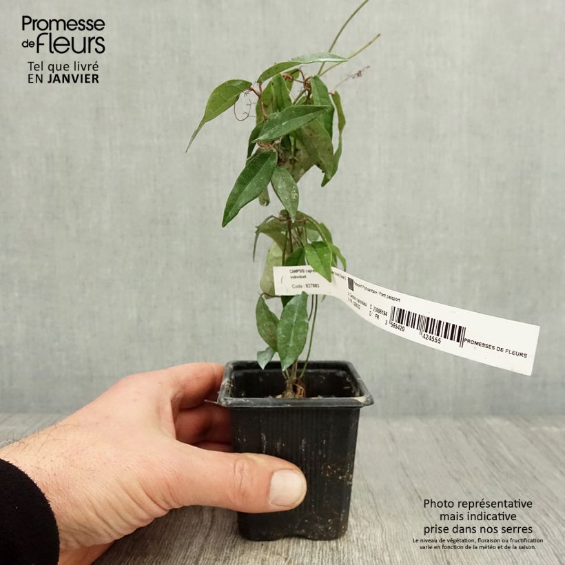 Amostra de Bignónia capreolata Tangerine Beauty Vaso de 8/9 cm tal como entregue no inverno