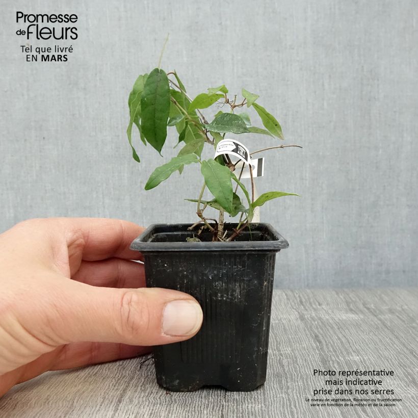 Amostra de Bignónia capreolata Tangerine Beauty Vaso de 8/9 cm tal como entregue na primavera