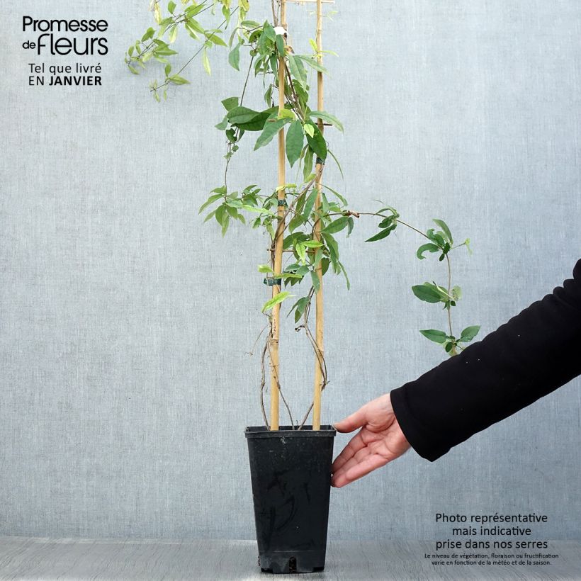 Amostra de Bignónia capreolata Tangerine Beauty Vaso de 2 L/3 L tal como entregue no inverno