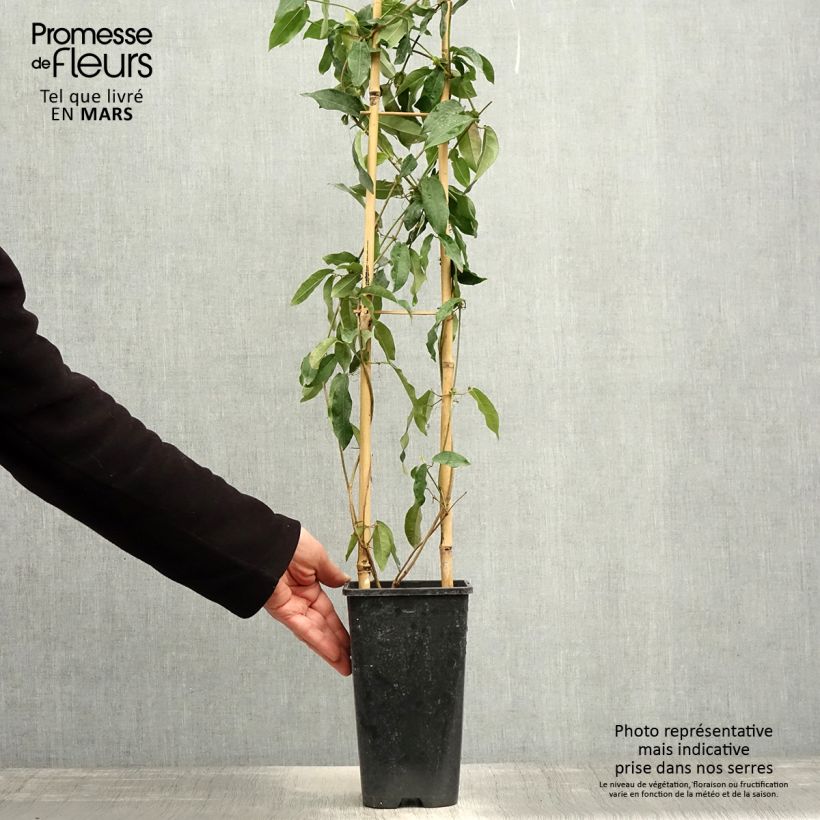 Amostra de Bignónia capreolata Tangerine Beauty Vaso de 2 L/3 L tal como entregue na primavera