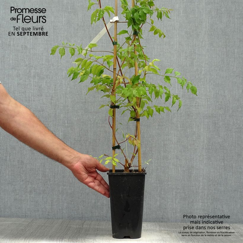 Amostra de Bignónia grandiflora Vaso de 2 L/3 L tal como entregue no outono