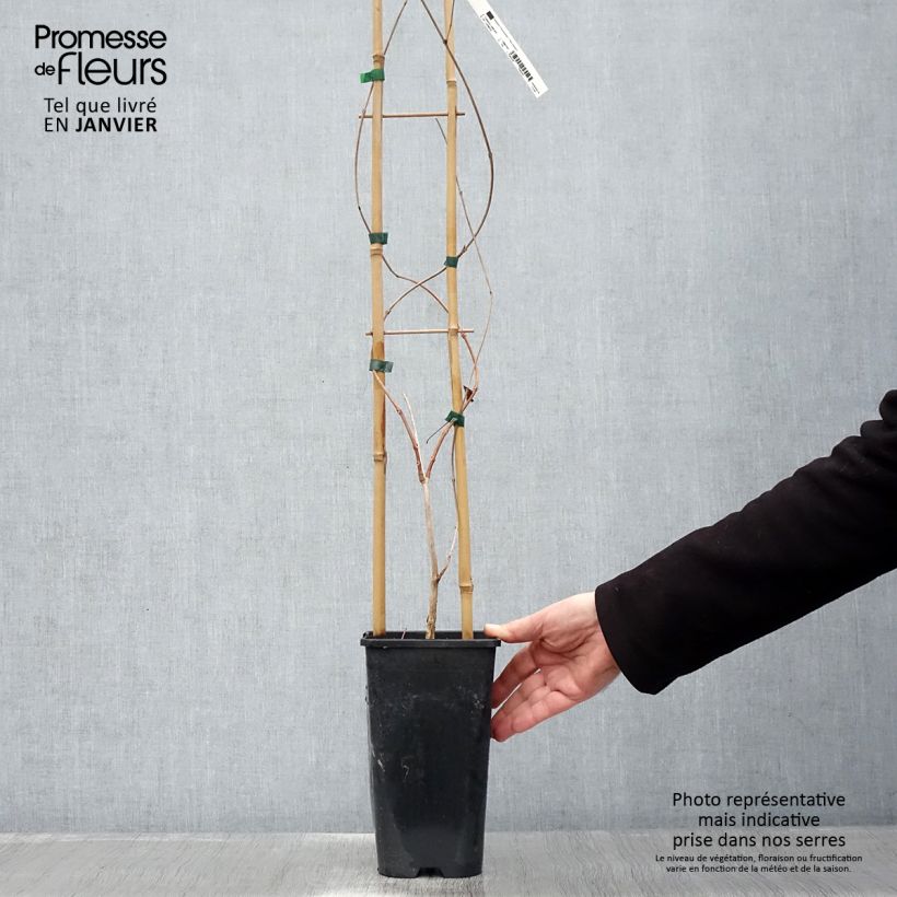 Amostra de Campsis radicans - Bignone de Virginie Vaso de 2 L/3 L tal como entregue no inverno