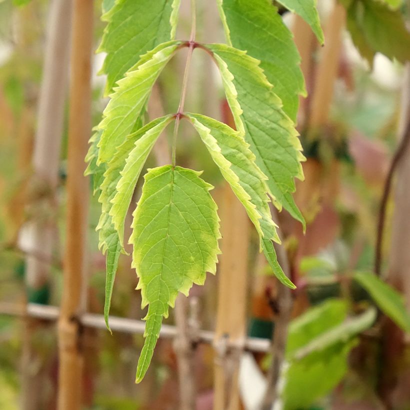 Bignónia radicans (Folhagem)