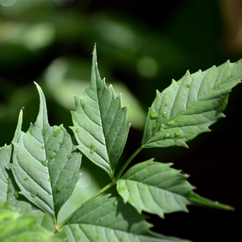 Bignónia radicans Flamenco (Folhagem)