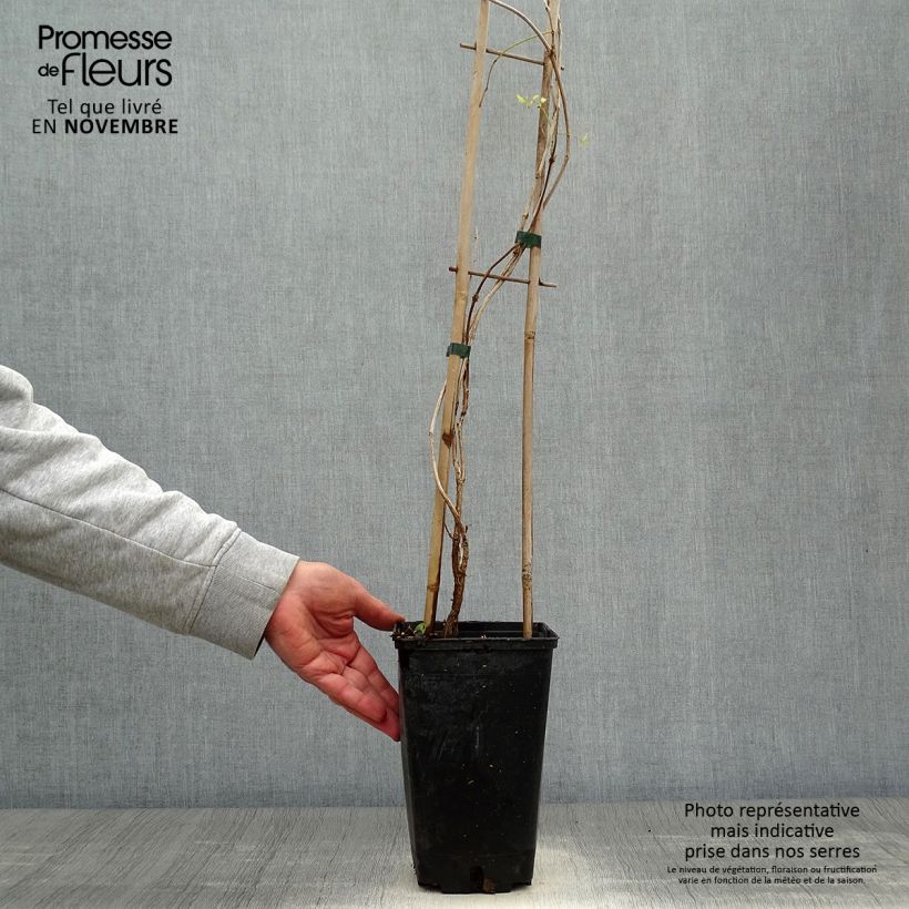 Amostra de Bignónia radicans Flamenco Vaso de 2 L/3 L tal como entregue no outono