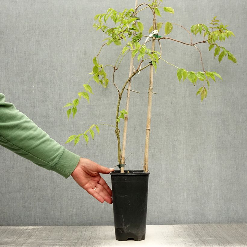Amostra de Bignónia radicans Flamenco Vaso de 2 L/3 L tal como entregue no verão