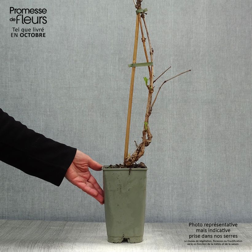 Amostra de Bignónia radicans Indian Summer Vaso de 2 L/3 L tal como entregue no outono