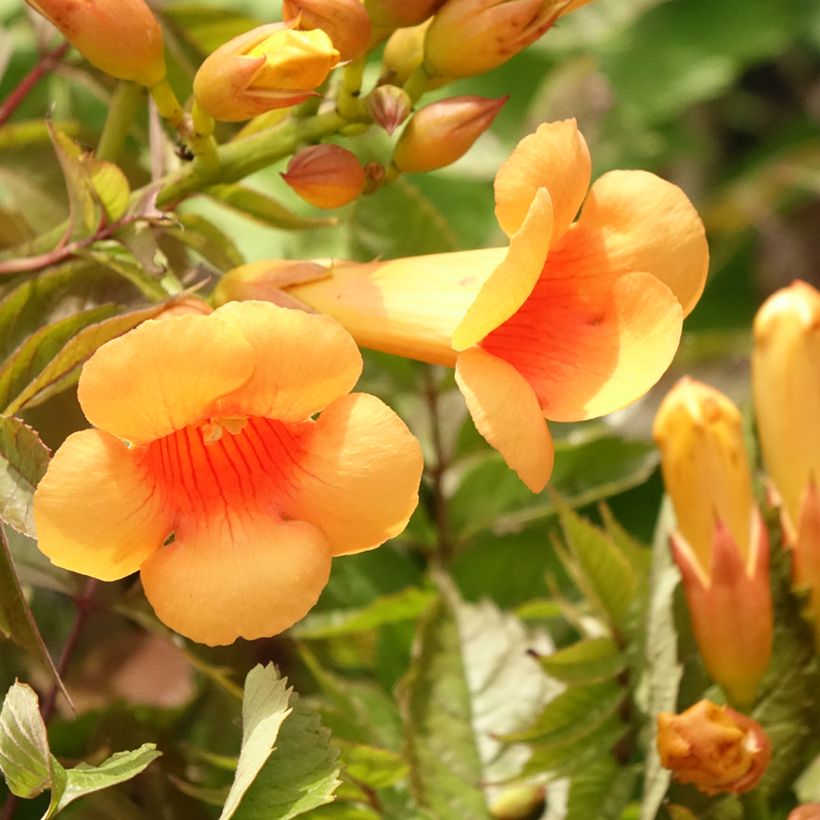 Bignónia radicans Indian Summer (Floração)