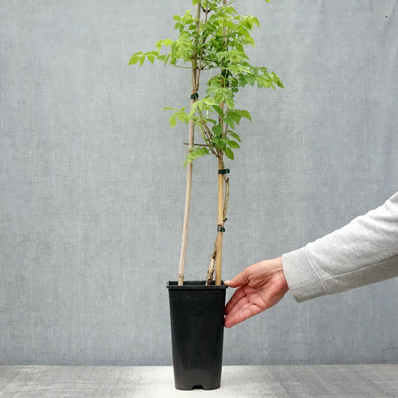 Amostra de Bignónia radicans Judy Vaso de 2 L/3 L tal como entregue no verão