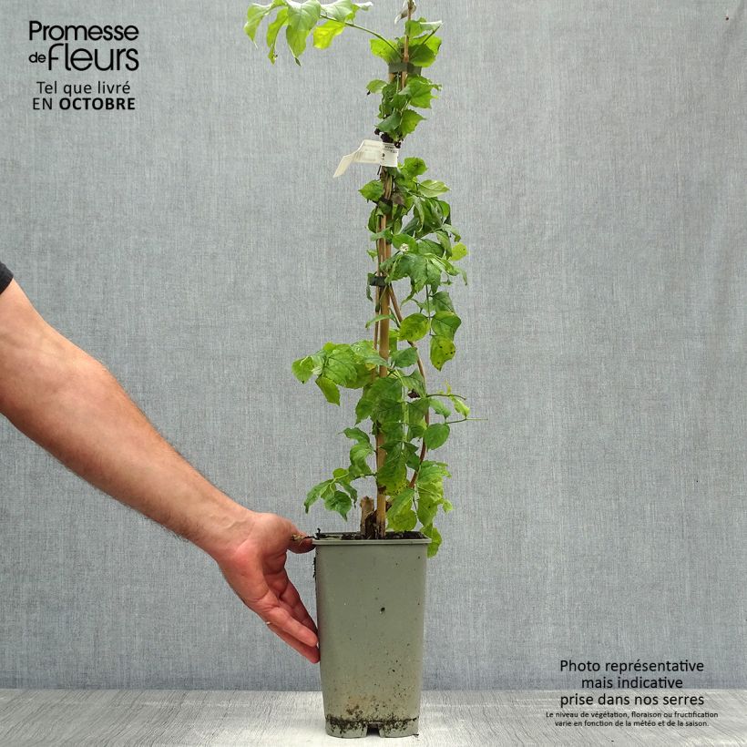 Amostra de Bignónia radicans Yellow Trumpet Vaso de 2 L/3 L tal como entregue no outono