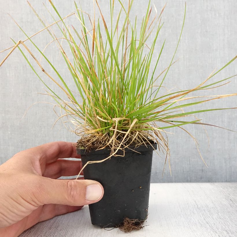 Amostra de Deschampsia cespitosa Northern Lights Vaso de 8/9 cm tal como entregue no verão