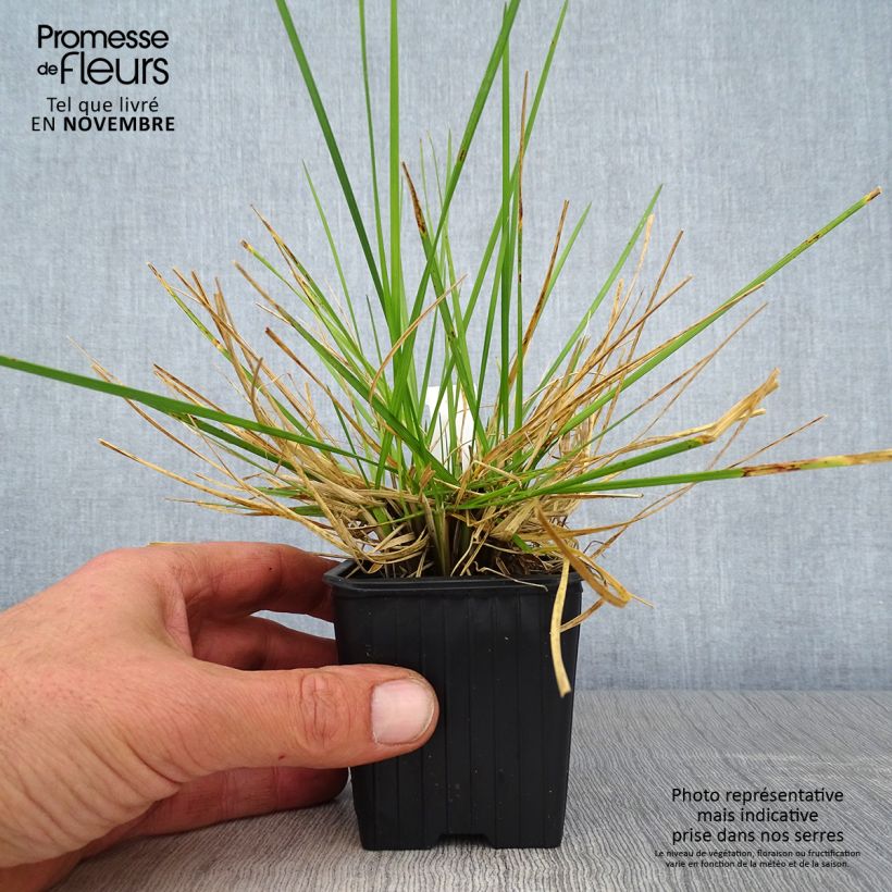 Amostra de Deschampsia cespitosa Tauträger Vaso de 8/9 cm tal como entregue no outono