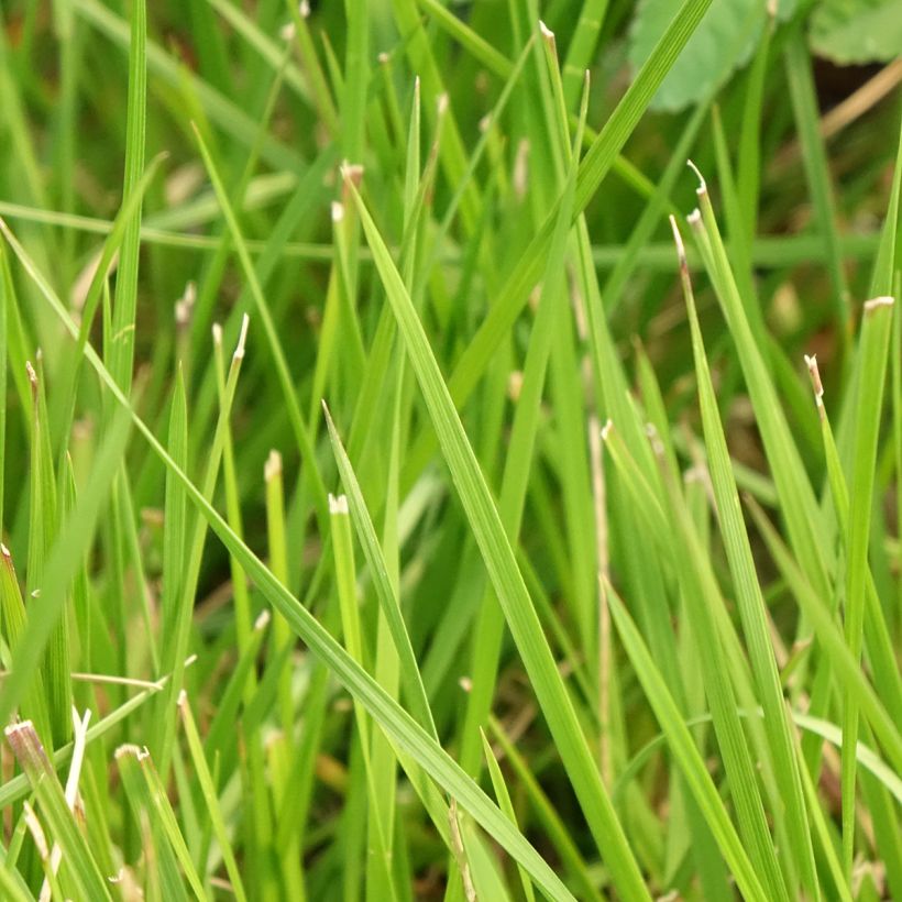 Deschampsia cespitosa Tauträger (Folhagem)