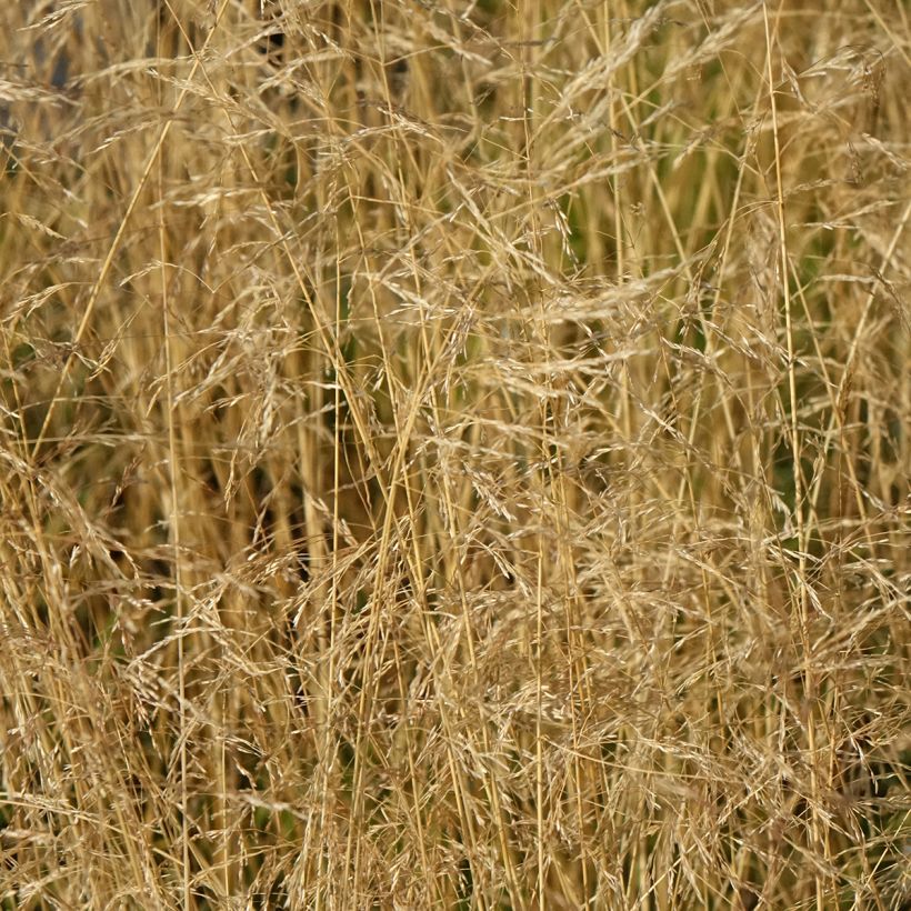 Deschampsia cespitosa Vivipara (Floração)