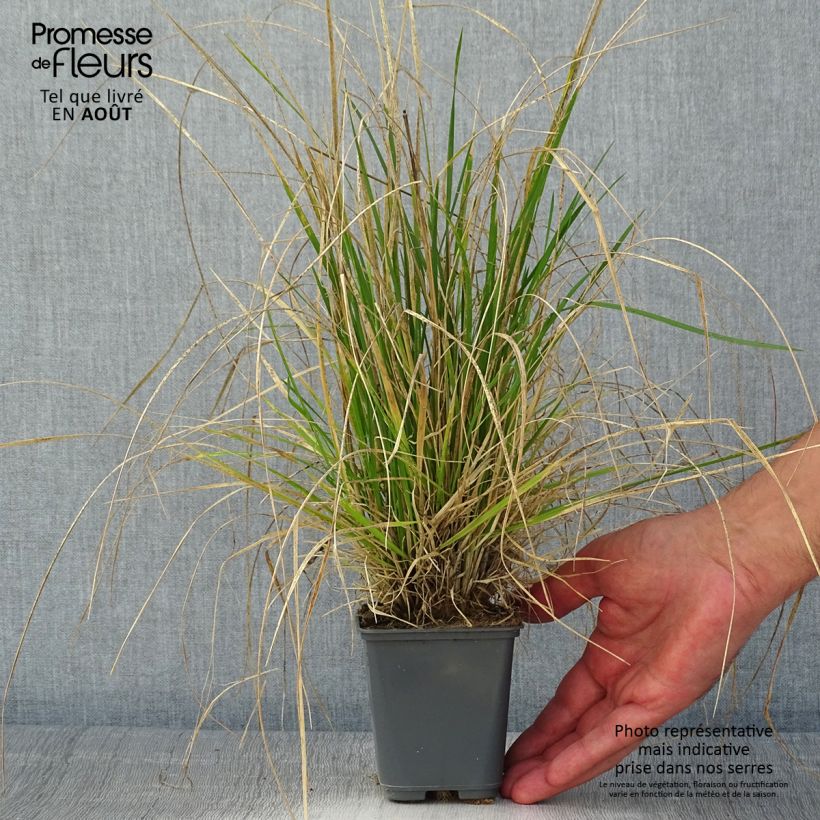 Amostra de Deschampsia cespitosa Vivipara Vaso de 8/9 cm tal como entregue no verão