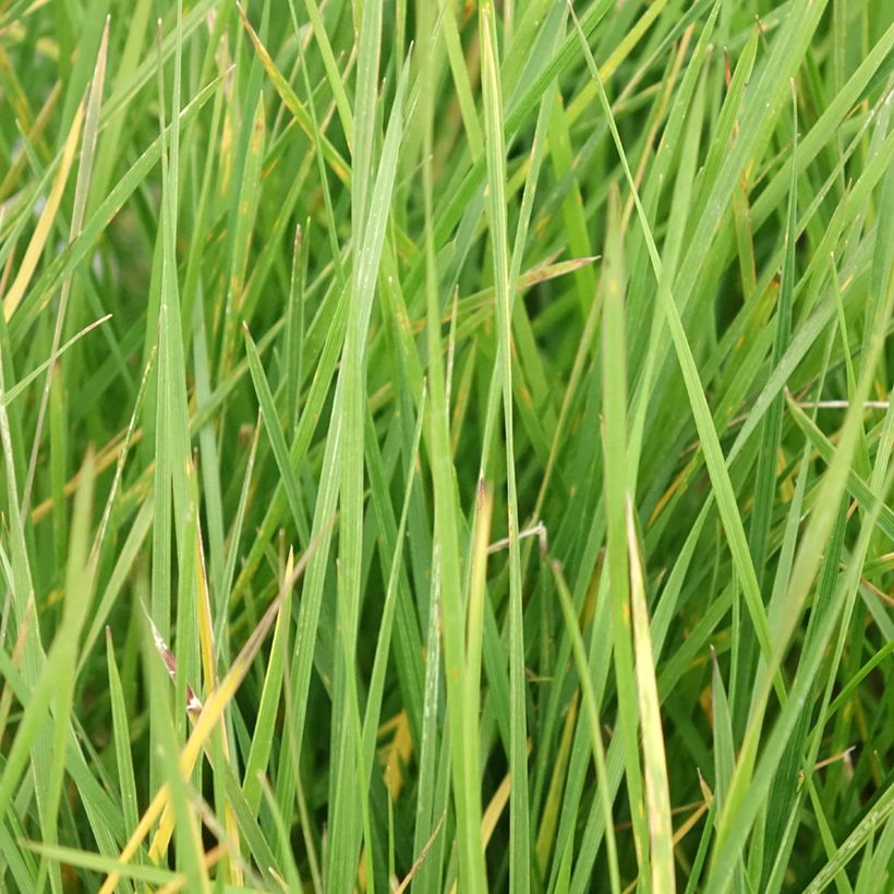 Deschampsia cespitosa Vivipara (Folhagem)