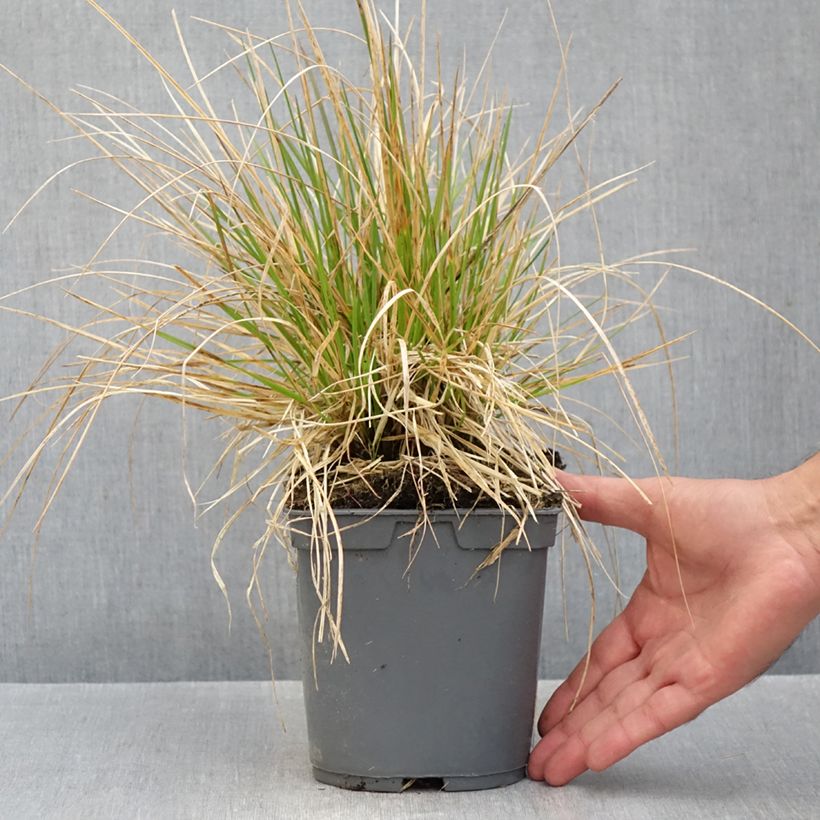 Amostra de Deschampsia cespitosa Vivipara Vaso de 2 L/3 L tal como entregue no outono