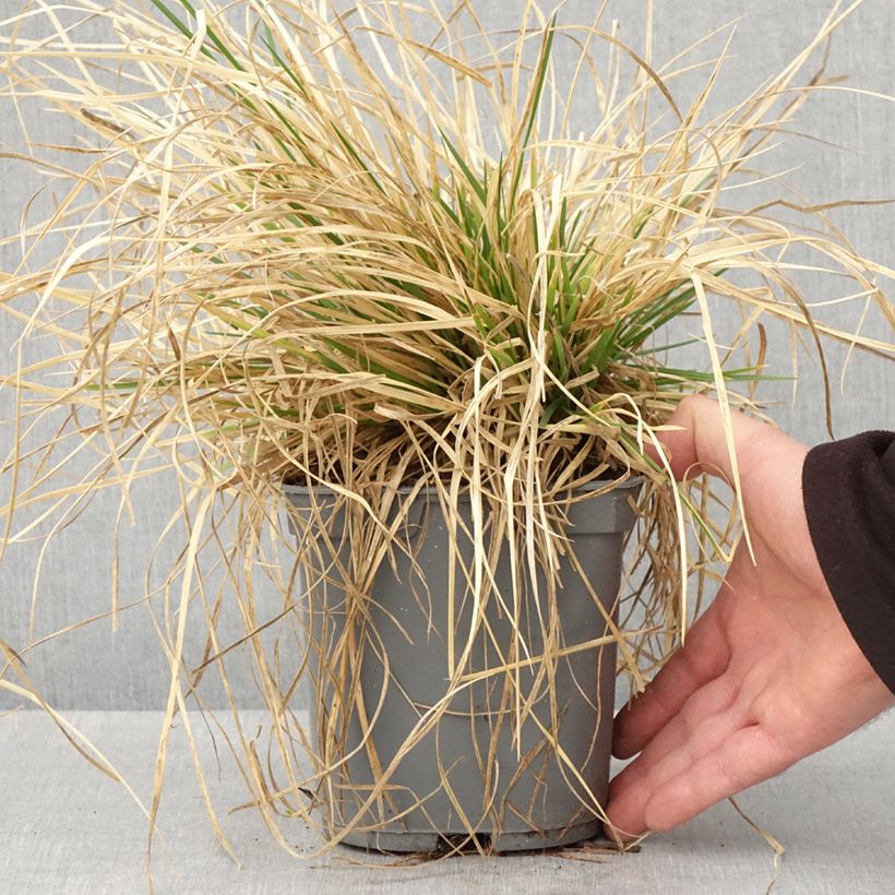 Amostra de Deschampsia cespitosa Vivipara Vaso de 2 L/3 L tal como entregue na primavera