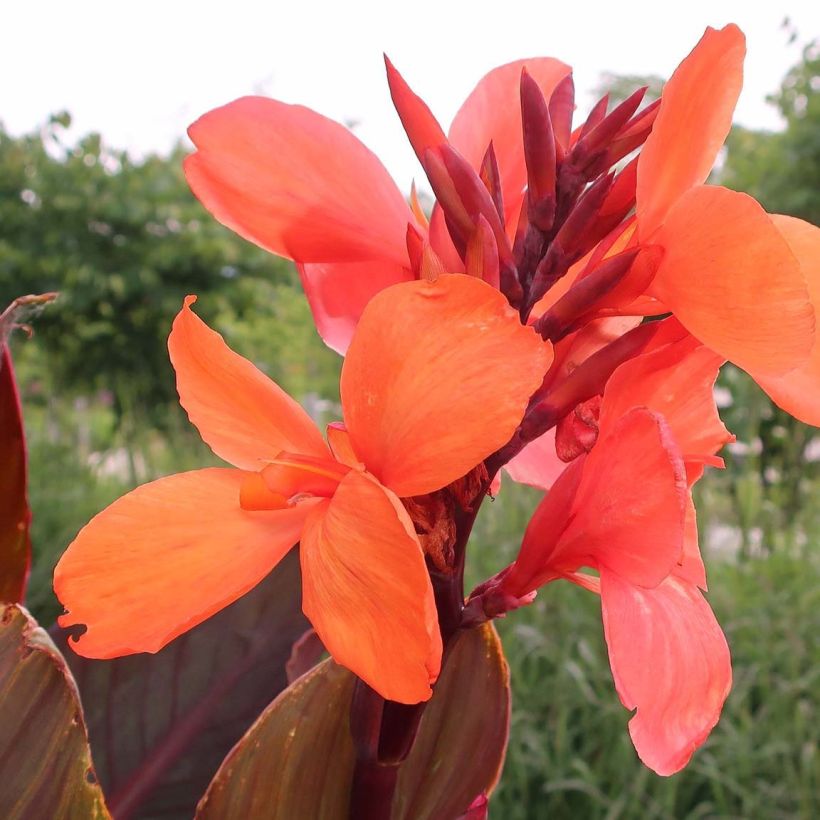 Canna indica Angelique (Floração)