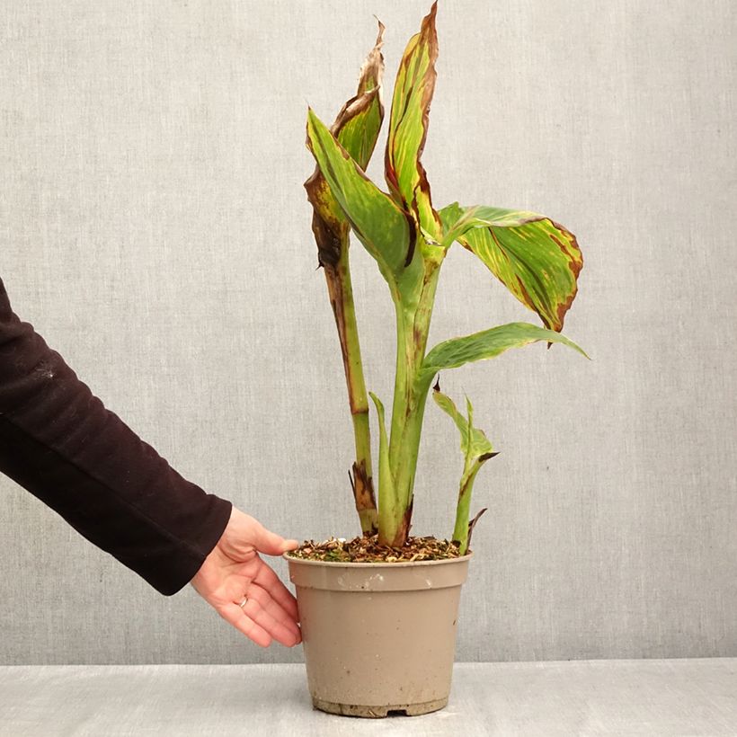 Amostra de Canna Black Cleopatra Vaso de 4 L/5 L tal como entregue no outono