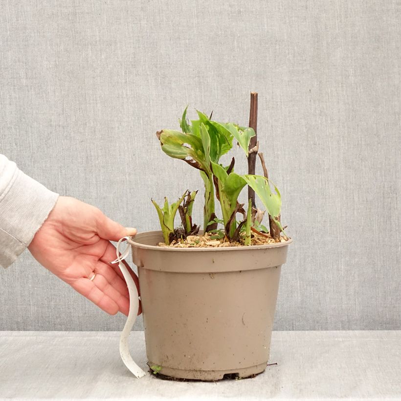 Amostra de Canna Black Cleopatra Vaso de 4 L/5 L tal como entregue na primavera