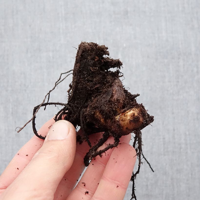 Amostra de Canna Cleopatra - Balisier panaché jaune et rouge. Bulbo size I tal como entregue na primavera