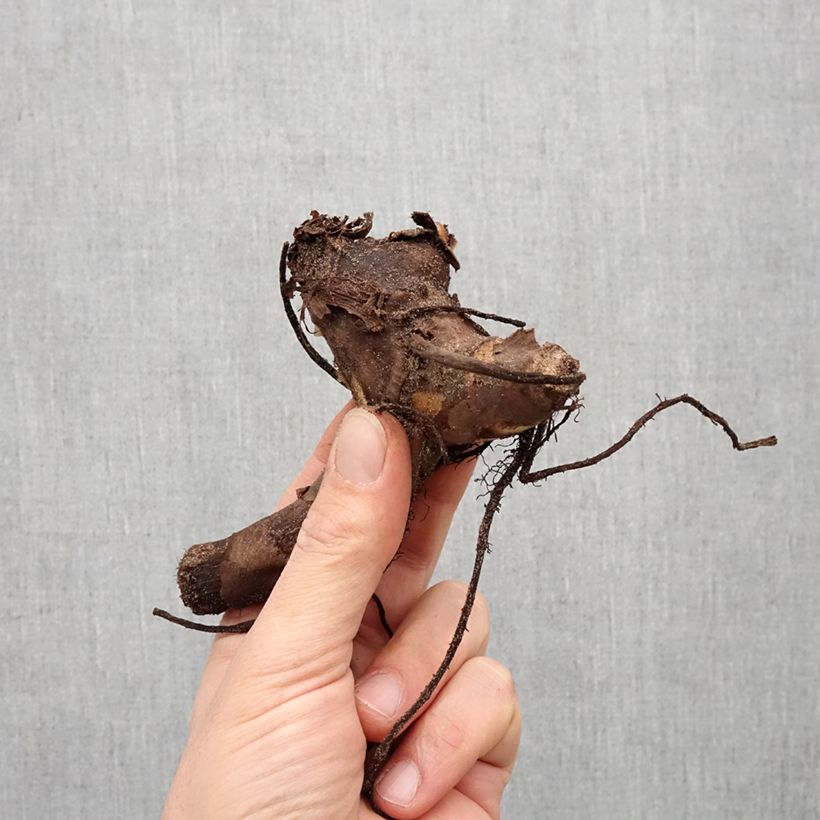 Amostra de Canna Confetti - Balisier crème picté de rose Bulbo size I tal como entregue na primavera