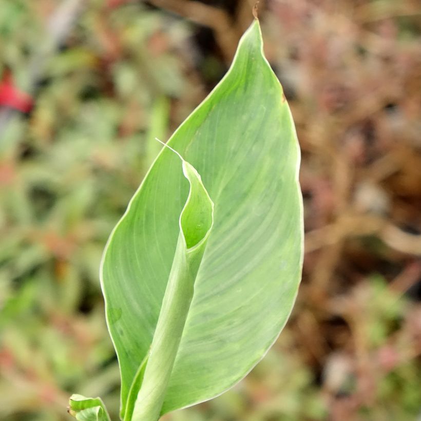 Canna Confetti (Folhagem)
