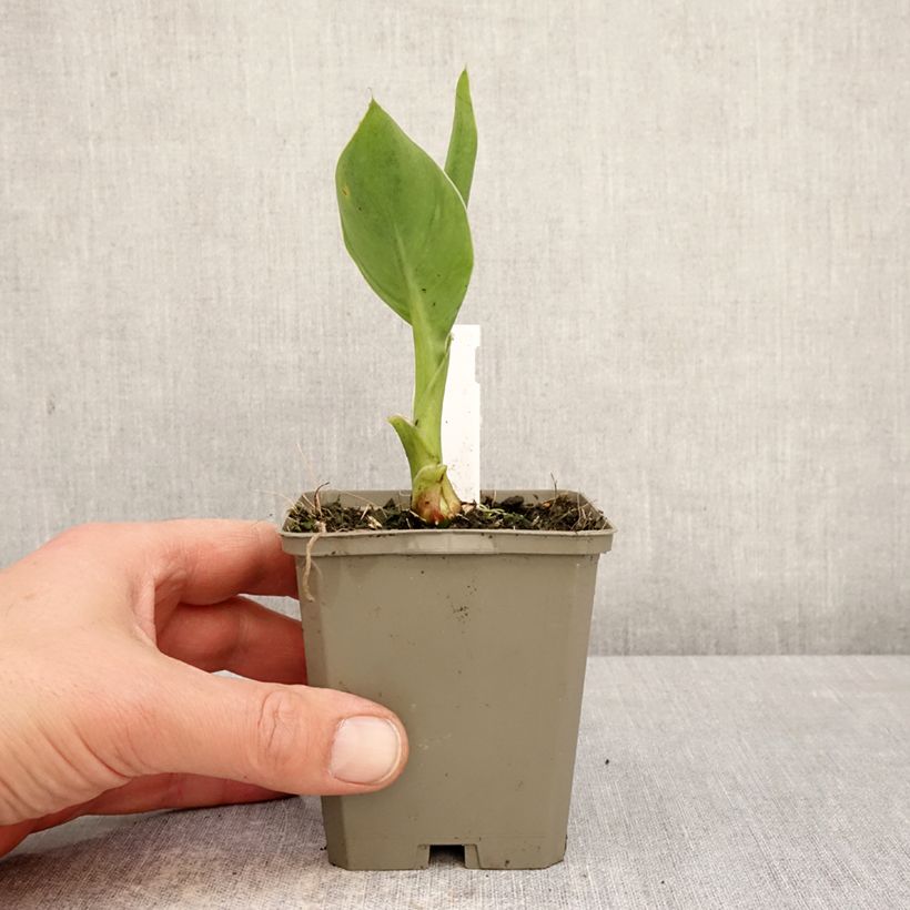 Amostra de Canna Confetti Vaso de 8/9 cm Calibre I tal como entregue na primavera