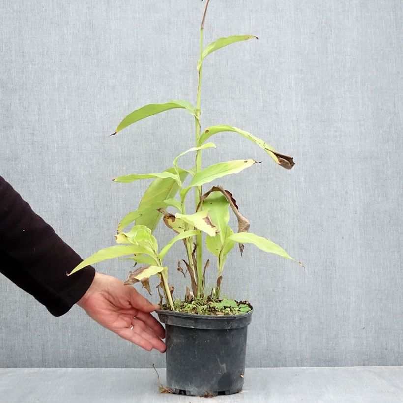 Amostra de Canna edulis Vaso de 2 L/3 L tal como entregue no outono