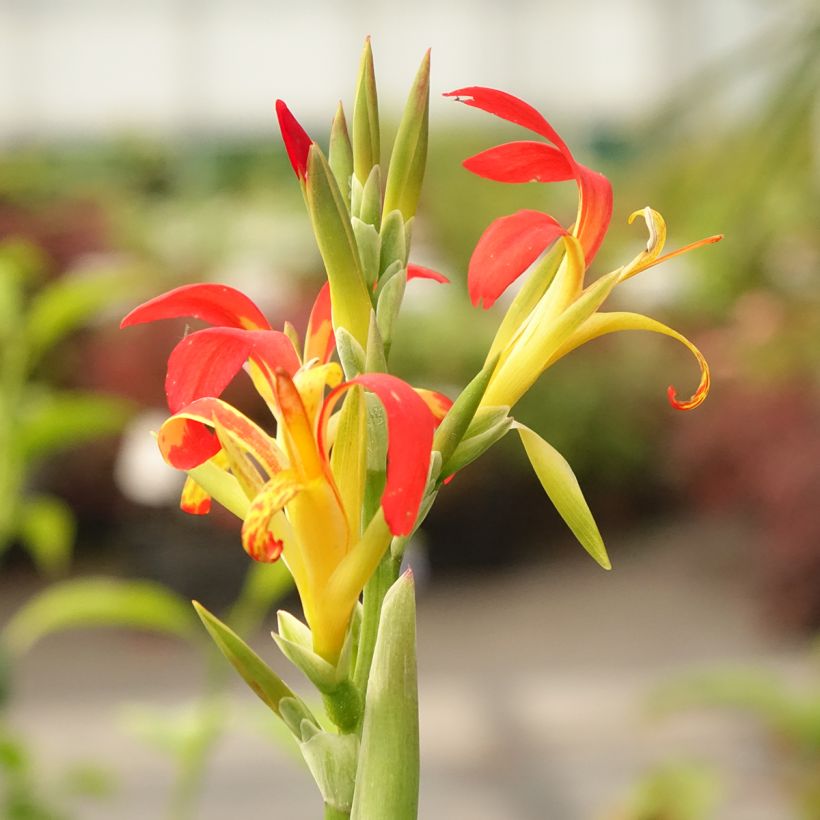 Canna edulis (Floração)
