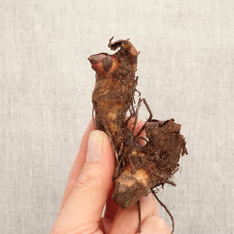Amostra de Canna indica Empire Bulbo Calibre I tal como entregue na primavera