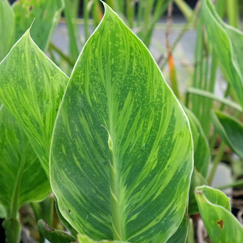 Canna En Avant (Folhagem)