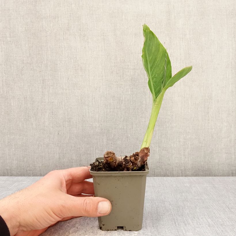Amostra de Canna En Avant Vaso de 8/9 cm Calibre I tal como entregue na primavera