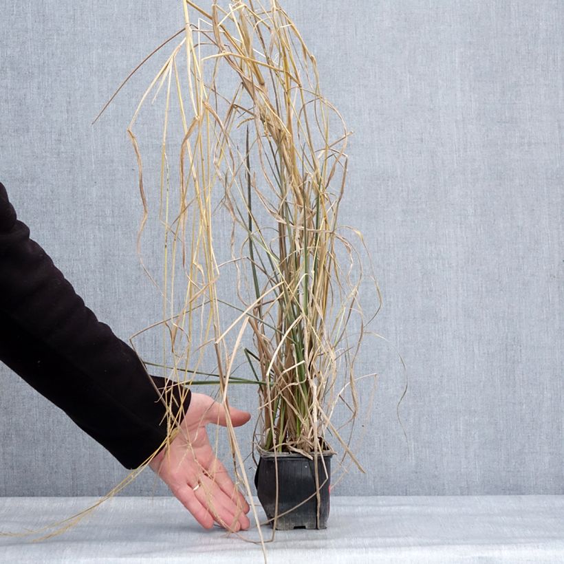 Amostra de Canna Endeavour Vaso de 8/9 cm size I tal como entregue no inverno