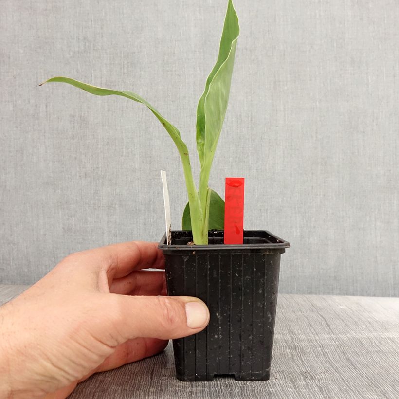 Amostra de Canna Erebus - Balisier aquatique géant Godet de 8/9 cm tal como entregue na primavera