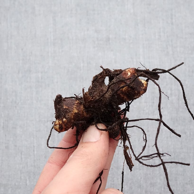 Amostra de Canna Felix Ragout - Balisier jaune et blanc Bulbo size I tal como entregue na primavera