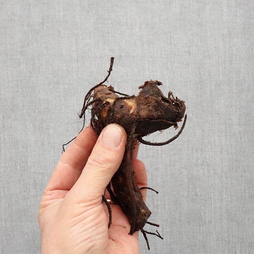 Amostra de Canna Feu Magique Bulbo size I tal como entregue na primavera