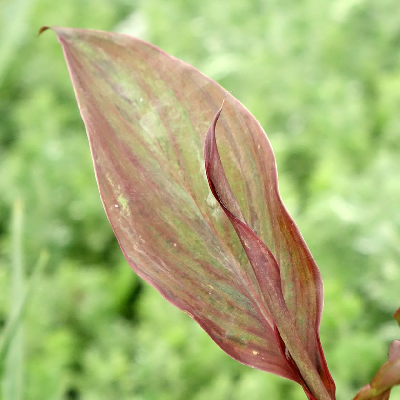 Canna Feu Magique (Folhagem)