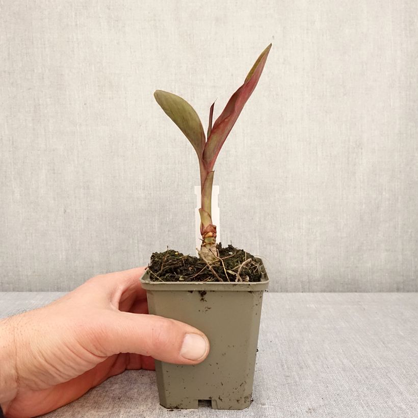 Amostra de Canna Feu Magique Vaso de 8/9 cm Calibre I tal como entregue na primavera