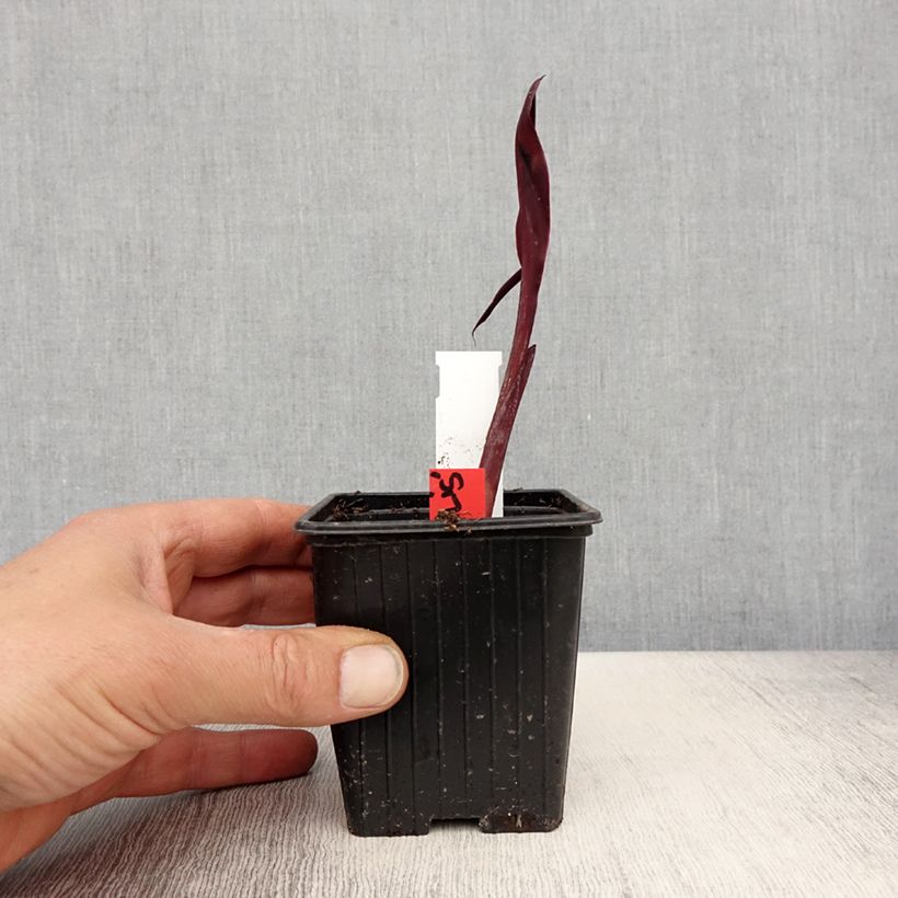 Amostra de Canna glauca Australis - Balisier d'eau Godet de 8/9 cm tal como entregue na primavera