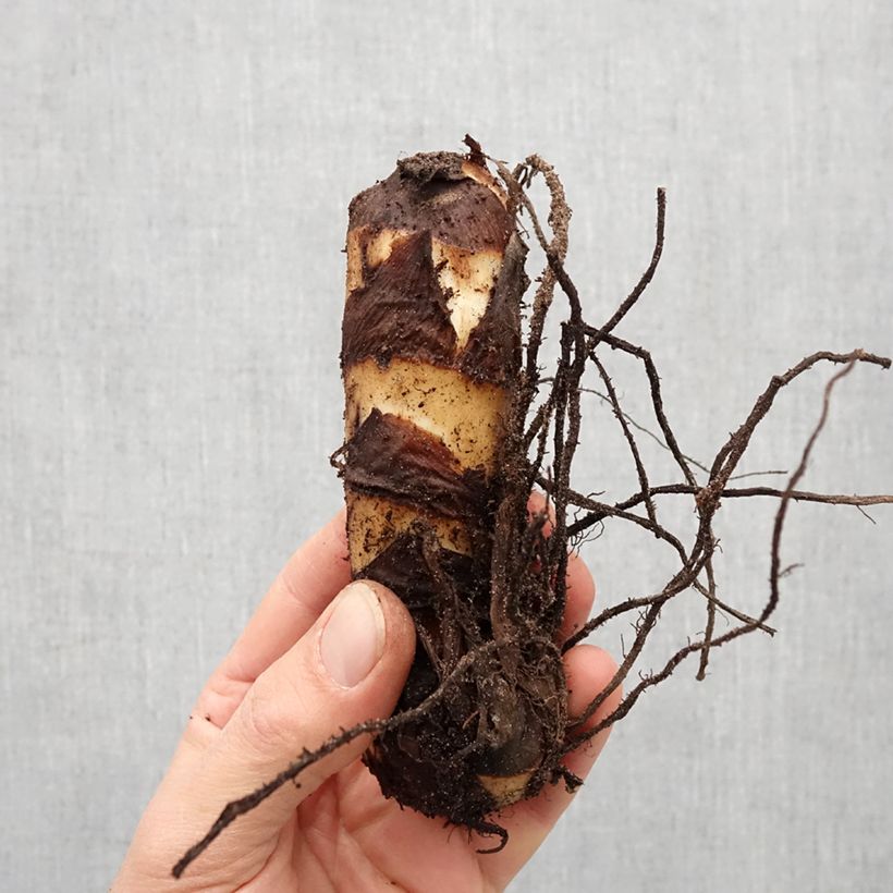 Amostra de Canna Grand Duc Bulbo size I tal como entregue na primavera