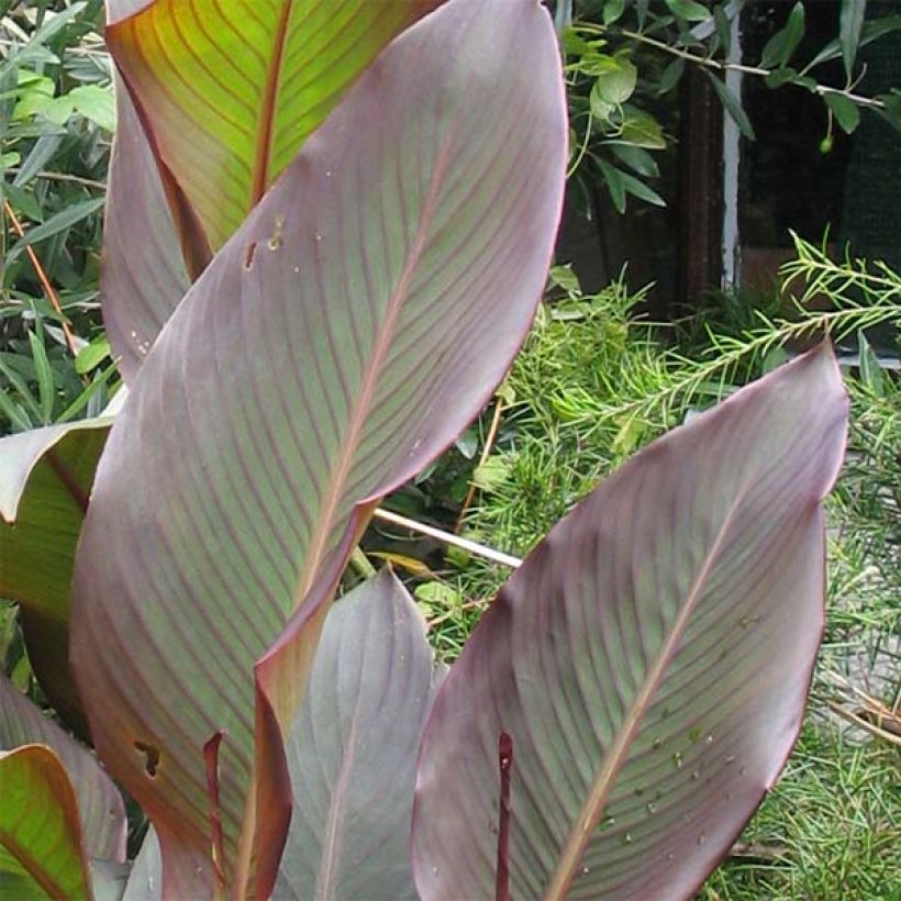 Canna indica Purpurea (Folhagem)