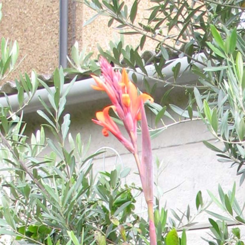 Canna indica Purpurea (Floração)