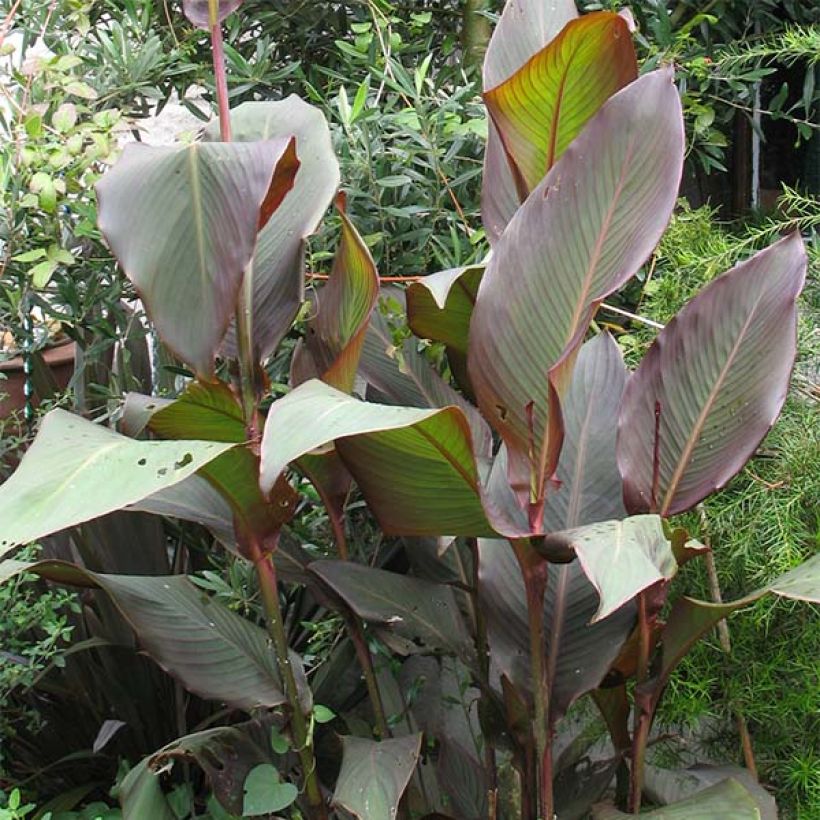 Canna indica Purpurea (Hábito)