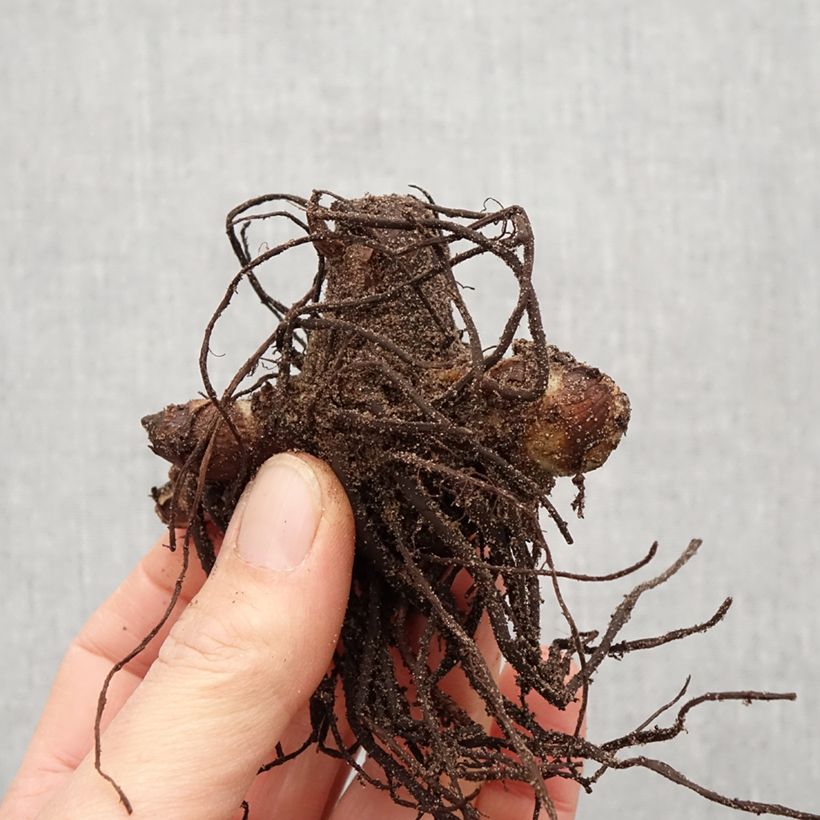 Amostra de Canna indica Purpurea Bulbo size I tal como entregue na primavera