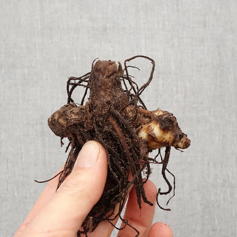 Amostra de Canna iridiflora Bulbo size I tal como entregue na primavera