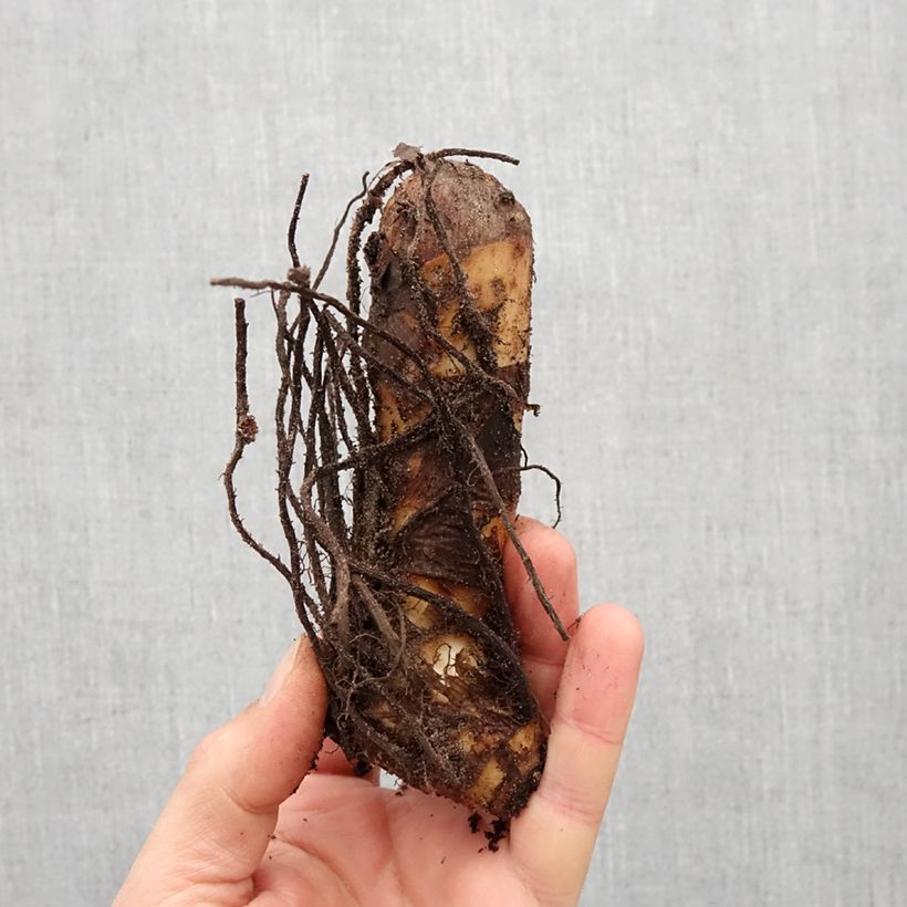 Amostra de Canna Lolita - Balisier rouge indien à liseré jaune Bulbo size I tal como entregue na primavera