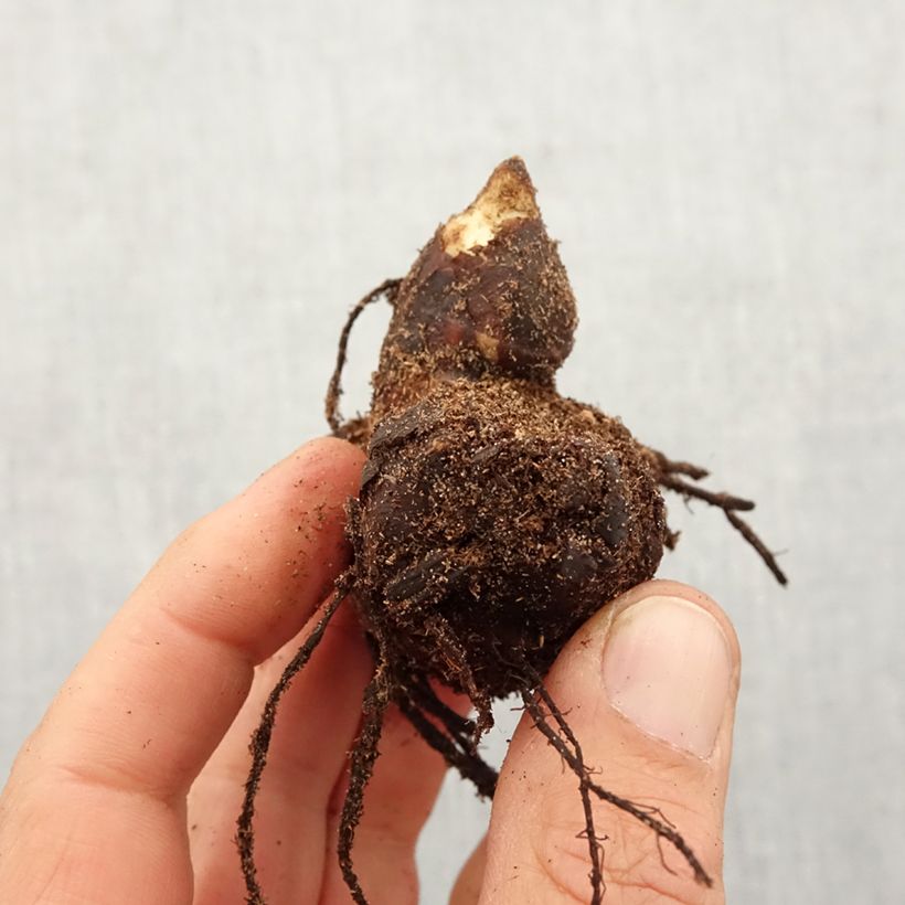 Amostra de Canna Lucifer Bulbo Calibre I tal como entregue na primavera