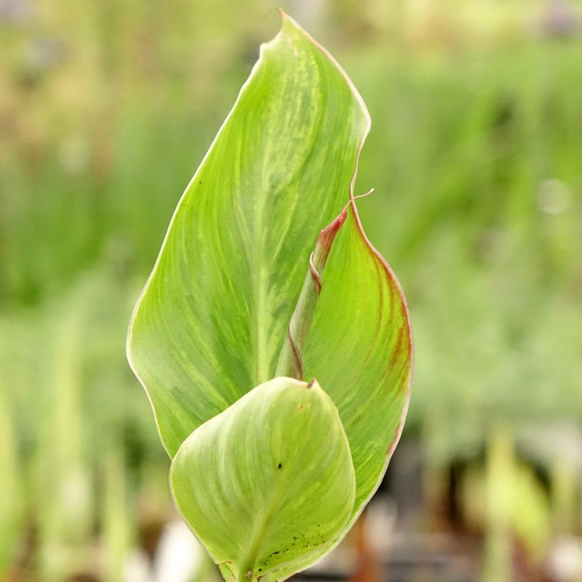 Canna Lucifer (Folhagem)